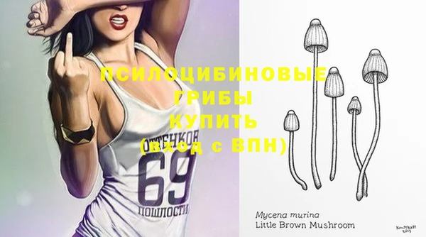 прущие грибы Аркадак
